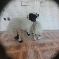 بره شیری یکماهه و دو ماهه