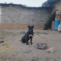 فروش توله سرابی 5ماهه