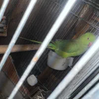 ملنگو ماده + قفس|پرنده|رویان, |دیوار