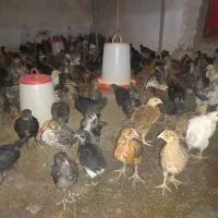 جوجه مرغ وخروس گلپایگانی ۲۰روزه واکسن خورده|حیوانات مزرعه|فرمهین, |دیوار