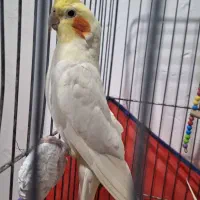 عروس هلندی.طوطی.|پرنده|شیروان (لرستان), |دیوار