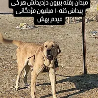 سگ عراقی گمشده