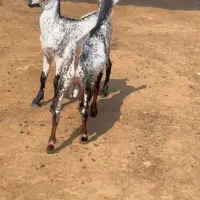 بزغاله و میش