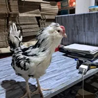 نیمچه گلین   ریشو چهل تاج|حیوانات مزرعه|اردبیل, |دیوار