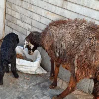 میش زاییده|حیوانات مزرعه|تهران, انبار نفت|دیوار