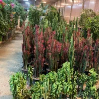 گل و گیاه آپارتمانی|گل و گیاه طبیعی|پاکدشت, پاکدشت (مامازند)|دیوار