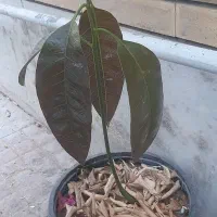 یک عدد‌انبه