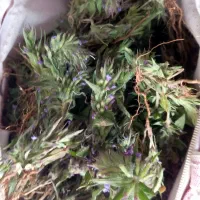 کاتولی تازه