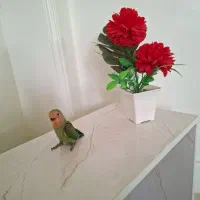 کوتوله سبز یکماه