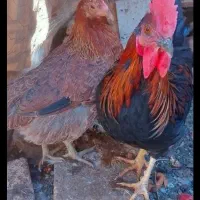 خروس بومی گلین یک ساله|حیوانات مزرعه|باغ بهادران, |دیوار