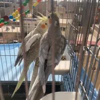 عروس هلندی|پرنده|شریفآباد, |دیوار