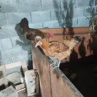 فروش مرغ محلی اصیل تخم گذار