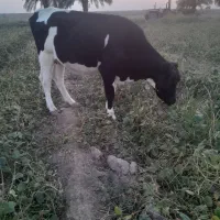 گاو المانی گوسفند گاومیش بز|حیوانات مزرعه|کرخه, |دیوار