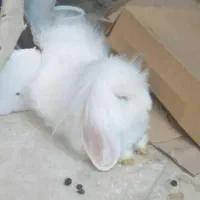 طوله خرگوش لپ