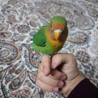 طوطی برزیلی فوق دستی