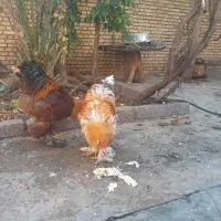 فروش دو عدد خروس