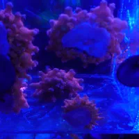 شقایق رز بابل