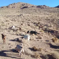 سگ ...|سگ|تفت, |دیوار