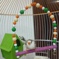 فنچ|پرنده|اهواز, کوی فاطمیه|دیوار