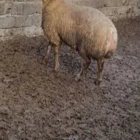 گوسفند|حیوانات مزرعه|گرمادوز, |دیوار