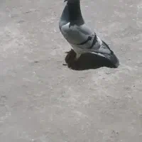 کبوتر|پرنده|نیمروز, |دیوار