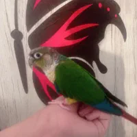 گرینچیک دستی|پرنده|شهر بابک, |دیوار