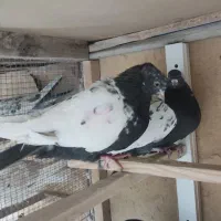 کبوتر|پرنده|آباده, |دیوار