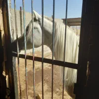 اسب نریون(عرب مصری)