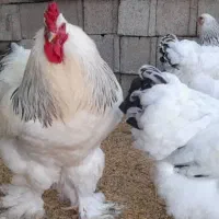 تخم‌بر‌هما