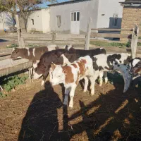 فروش ۶ راس گوساله شیرخوار نر