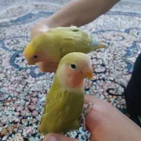 طوطی برزیلی جفت