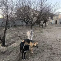 واگذاری سگ نژاد بوردلکالی