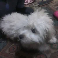 سگ شیتزونروماده 3ماهشپرشده|سگ|نجف‌آباد, امیرآباد|دیوار