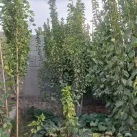 باغچه 330 متری سند دار دهشاد.شهریار