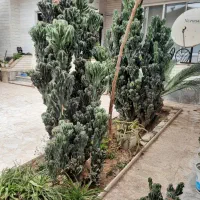 کاکتوس صخره ای خیلی بزرگ سالم|گل و گیاه طبیعی|رشت, رشتیان|دیوار