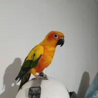 طوطی خورشیدی|پرنده|امیدیه, |دیوار