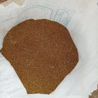 بذر یونجه