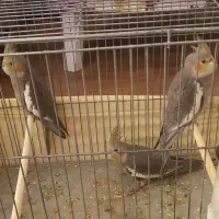 جوجه عروس هلندی
