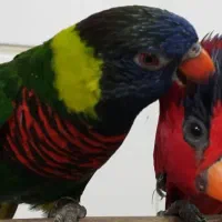 فوری حراج فروش جوجه پرندگان خانگی (انواع طوطی)