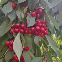 باغ-با-سند-تک-برگ