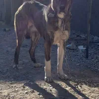 سگ گله ای .پژدر اصیل