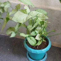 گل و گیاه تزئینی اپارتمانی