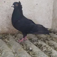 کفترکبوتر|پرنده|شیراز, مسلم|دیوار