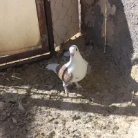 کبوتر فردوس