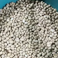 پسته اکبری و خرما زرد عسلی|خوردنی و آشامیدنی|تهران, مدائن|دیوار