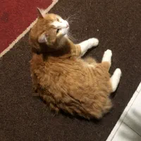 گربه|گربه|محمدشهر, ولدآباد بزرگ|دیوار