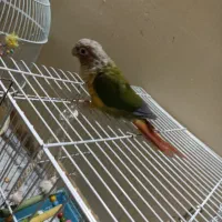 گرینچیک|پرنده|تربت‌حیدریه, منظر|دیوار