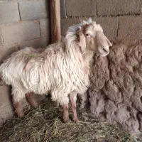 بره نر فروشی