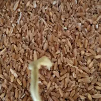 گندم وباقلا|لوازم جانبی حیوانات|سرپل ذهاب, |دیوار