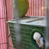 مرغ عشق انگلیسی طوطی کوتوله برزیلی عروس هلندی|پرنده|بجنورد, |دیوار